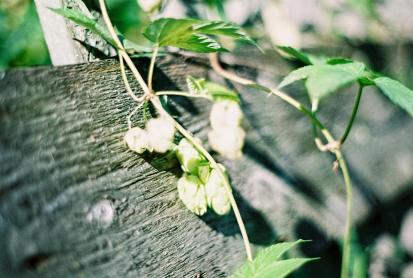 wild hops